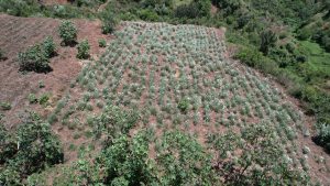 Seed multiplication field, Makongo, Nakuru, Kenya