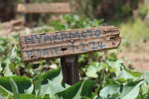 seed characterization of sweet potato vines